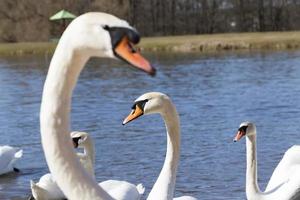 cygne blanc flottant sur le lac photo