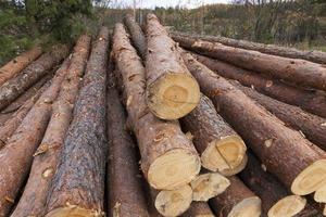 récolte de bois en forêt photo