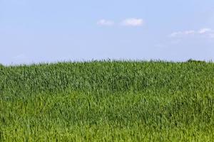 les céréales vertes sont immatures dans un champ agricole photo