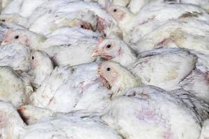 élevage de poulets dans une ferme avicole photo