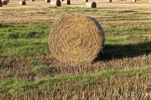 un champ agricole photo