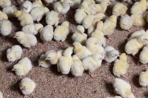 élevage de poulets dans une ferme avicole photo