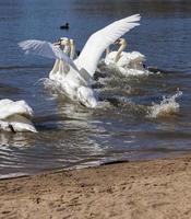 les cygnes au printemps débarquent photo