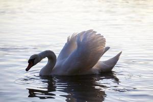 cygne blanc flottant dans la nature photo