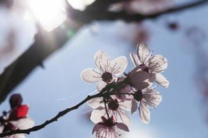 illuminé par la lumière du soleil fleurs de cerisier fraîches photo