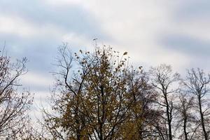 forêt de feuillus pendant la chute des feuilles photo