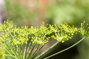 aneth vert dans le domaine agricole photo