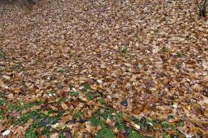 feuillage tombé au sol des arbres à feuilles caduques photo