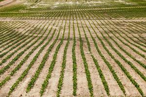 champ agricole où sont cultivées des variétés de betteraves photo