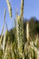 agriculture pour la production alimentaire photo