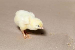 poulet dans une ferme avicole photo