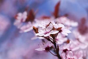 petites belles fleurs de cerisier rouges en fleurs photo