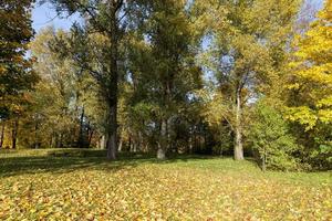 feuillage d'érable à la chute des feuilles d'automne photo