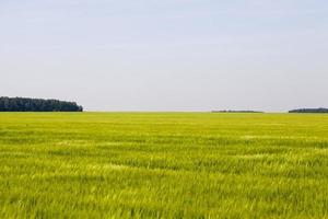 champ agricole où pousse l'orge verte photo