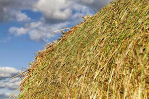 un champ agricole photo