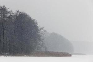 tempête de neige, forêt photo