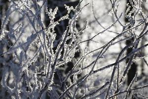 bel arbre en gros plan photo