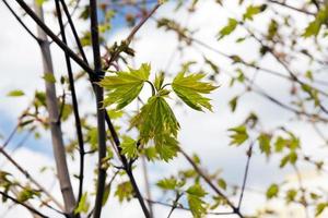 feuilles d'érable vertes photo