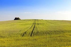 céréales vertes non mûres photo