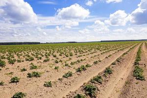 champ agricole labouré photo