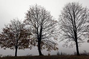 arbres dans le brouillard photo