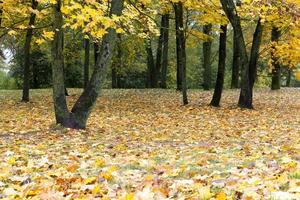 parc des érables en automne photo