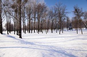 arbres dans le parc photo