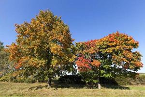 forêt d'automne. parc photo