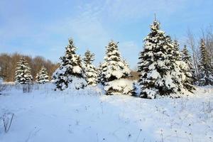 petits sapins dans la neige photo