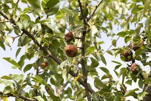 poire pourrie sur l'arbre photo