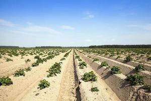 agriculture, champ de pommes de terre photo