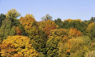 forêt mixte de feuillus photo