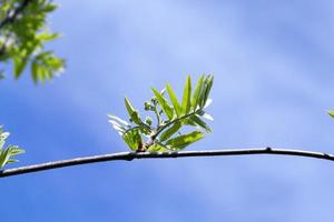 branche de printemps de rowan photo