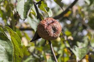 pommier, gros plan photo