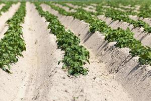 agriculture, champ de pommes de terre photo