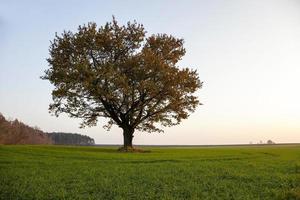 chêne saison d'automne photo