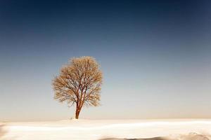 arbres en hiver photo