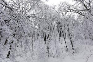 un parc avec différents arbres en hiver photo