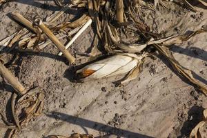 un champ agricole où le maïs est récolté pour nourrir photo