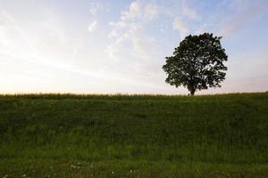 arbre dans le champ photo