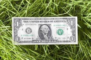 dollar d'herbe, gros plan photo