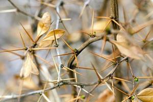 buisson pointu, automne photo