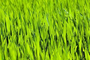 herbe verte gros plan photo