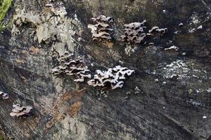 tronc d'arbre aux champignons photo