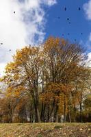 feuilles jaunies, parc photo