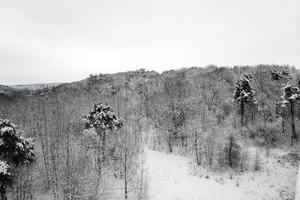 arbres en hiver photo