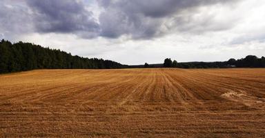 un champ agricole sur lequel on récolte du blé photo