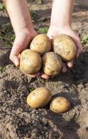 les pommes de terre ont été cultivées photo