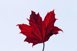 forêt de feuillus pendant la chute des feuilles photo