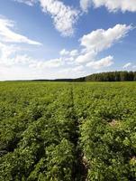 champ de pommes de terre gros plan photo